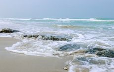 Article Image for Coastal Conservation Efforts