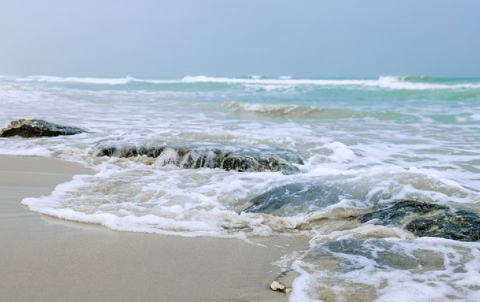 Article Image for Coastal Conservation Efforts