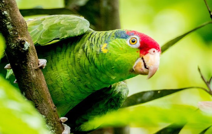Article Image for Eco-Lodges in the Amazon Rainforest