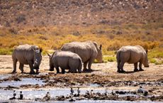 Article Image for Wildlife Conservation Travel