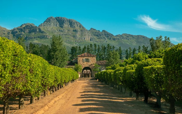 Article Image for Wine Tourism in South Africa